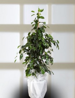 Ficus Daniel - Benjamin Saksı Çiçeği